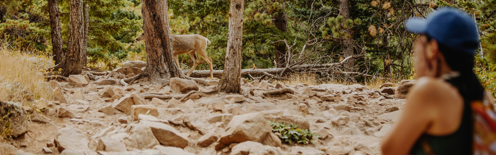 Girl in Rocky Mountain National Park encountering a baby elk while hiking.