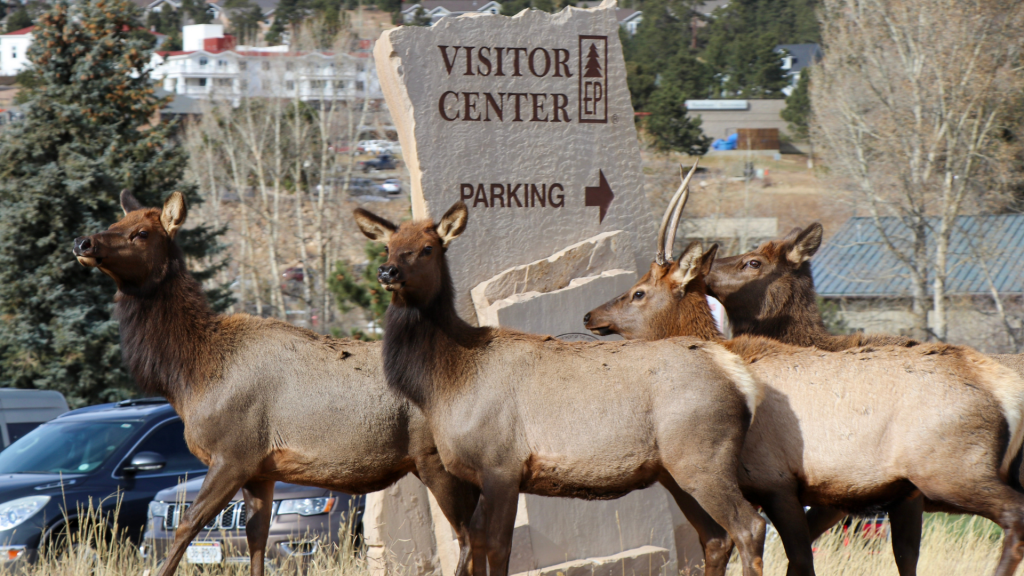 Estes Park Elk Fest