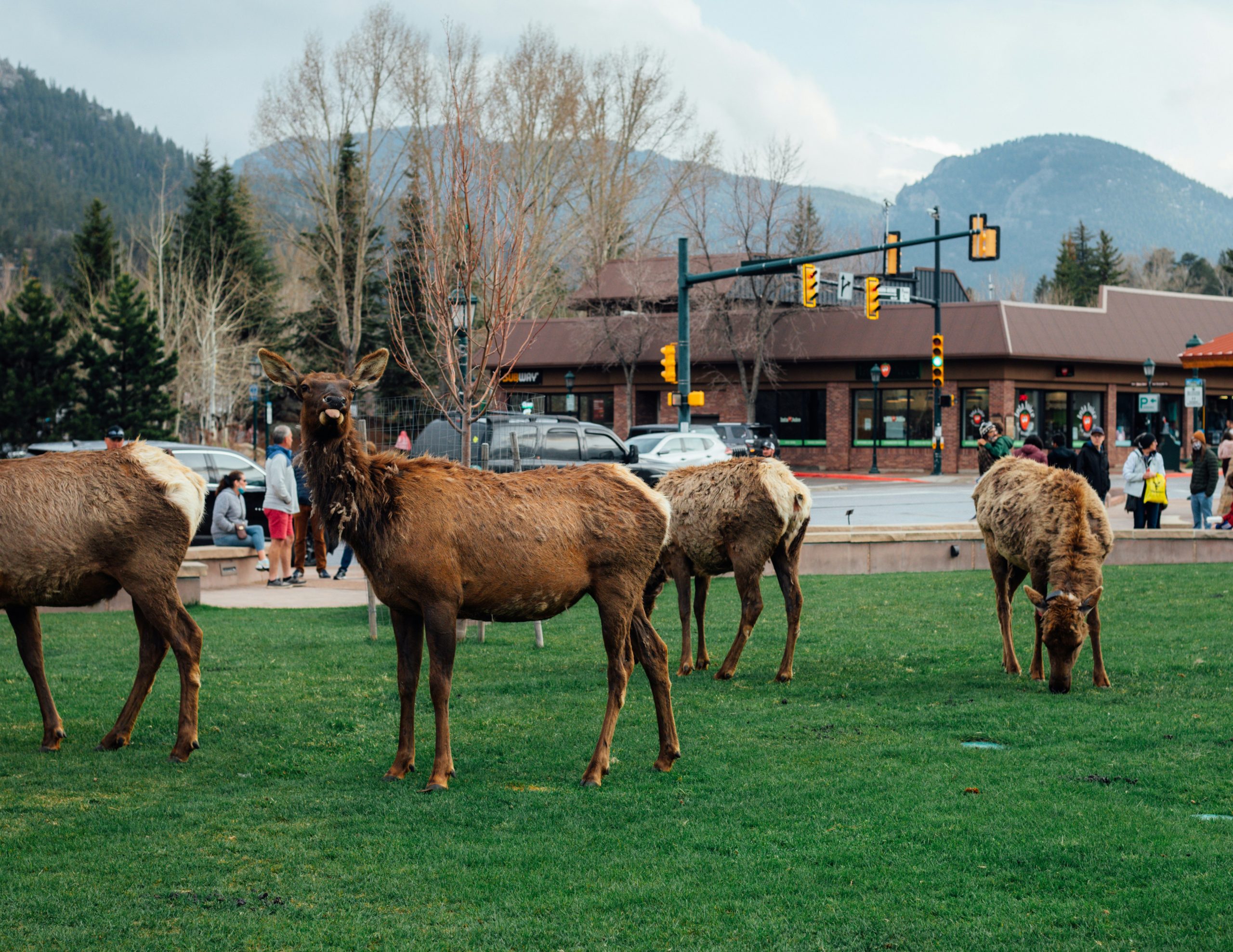 10 Easy Things to Do in Estes Park Without Hiking All Day